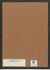 Diatomeae indet. Zeichnungen Sammlung Grunow Mappe 02363 (Herbarium_W_Grunow_drawings_Folder_02363)